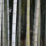 Kan jeg bruge sushisæt til at lave andre retter end sushi?